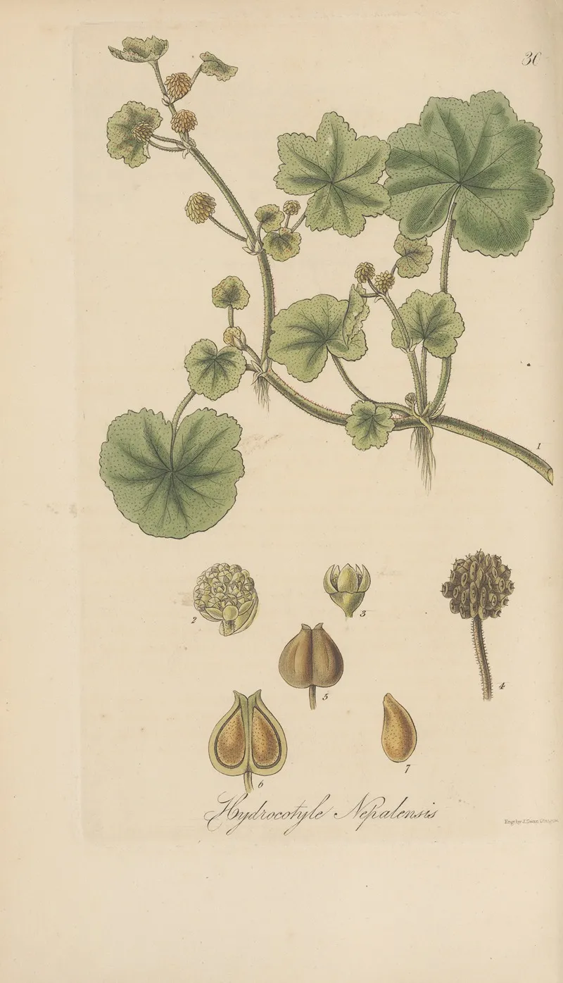 Hydrocotyle Nepalensis Wall Art by William Jackson Hooker - High-Resolution Digital Print