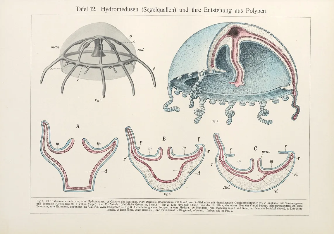 Hydromedusen Segelquallen Und Ihre Entstehung Aus Polypen