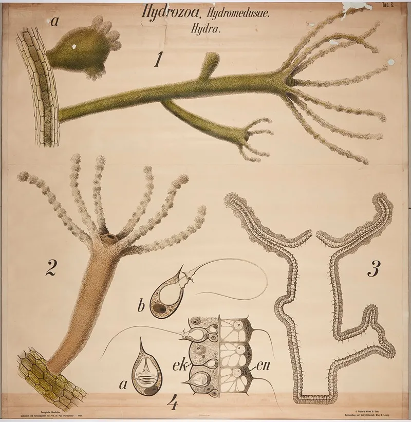 Hydrozoa And Freshwater Polyps Wall Art by Paul Pfurtscheller - High-Resolution Digital Print