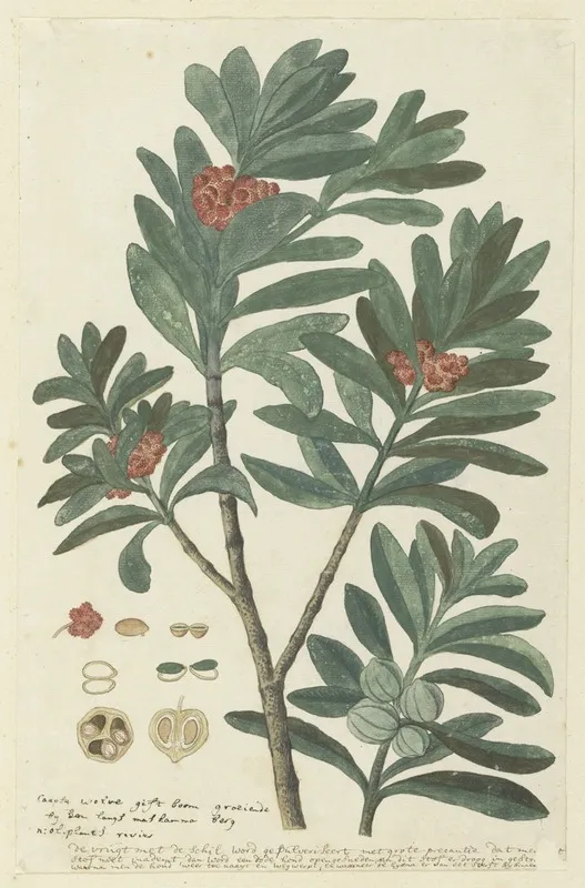 Hyenanche Globosa Lam Or Toxicodendrum Capense Of Globosum Cape Wolvegift Wall Art by Robert Jacob Gordon - High-Resolution Digital Print
