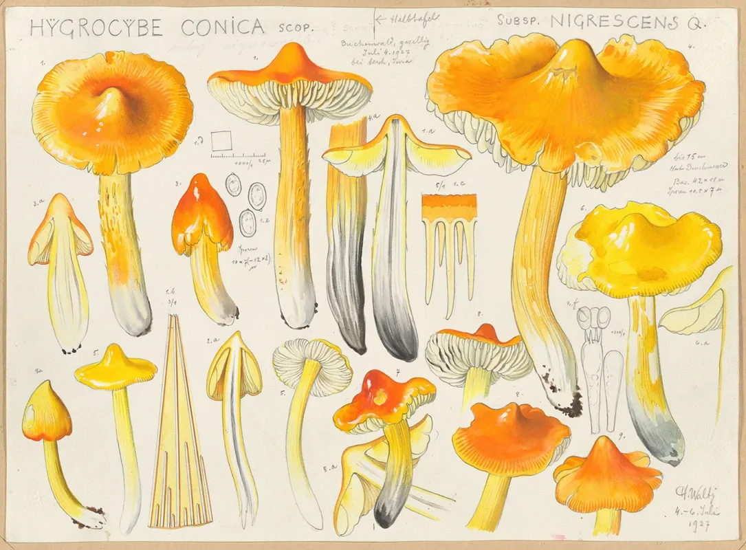 Hygrocybe Conica Scop Subsp Nigrescens Q Wall Art by Hans Walty - High-Resolution Digital Print