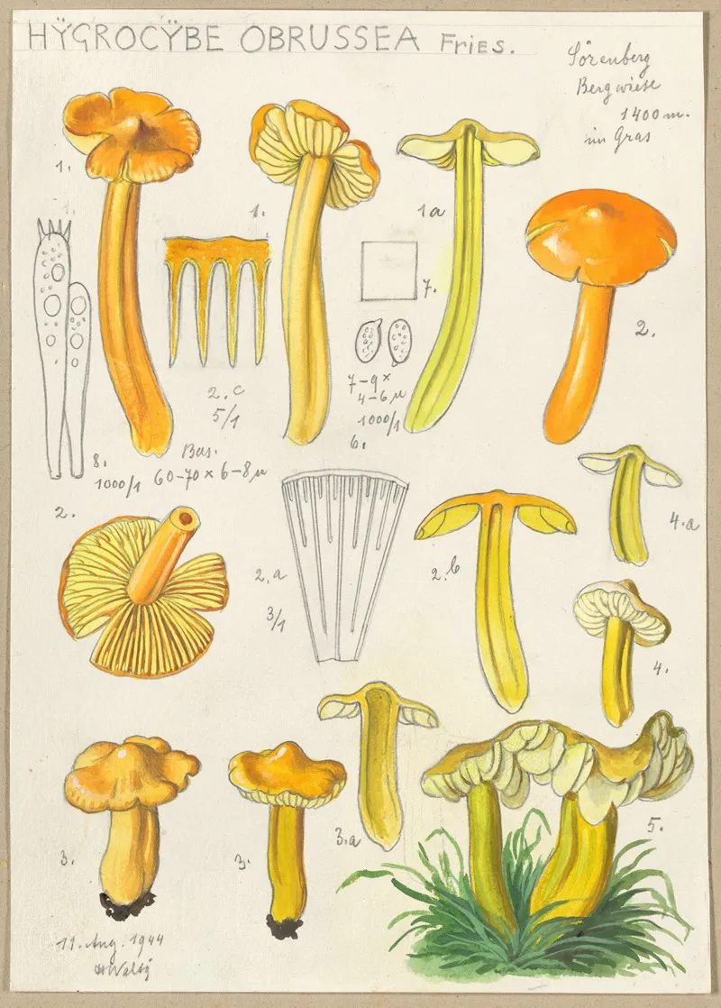Hygrocybe Obrussea Fries Wall Art by Hans Walty - High-Resolution Digital Print