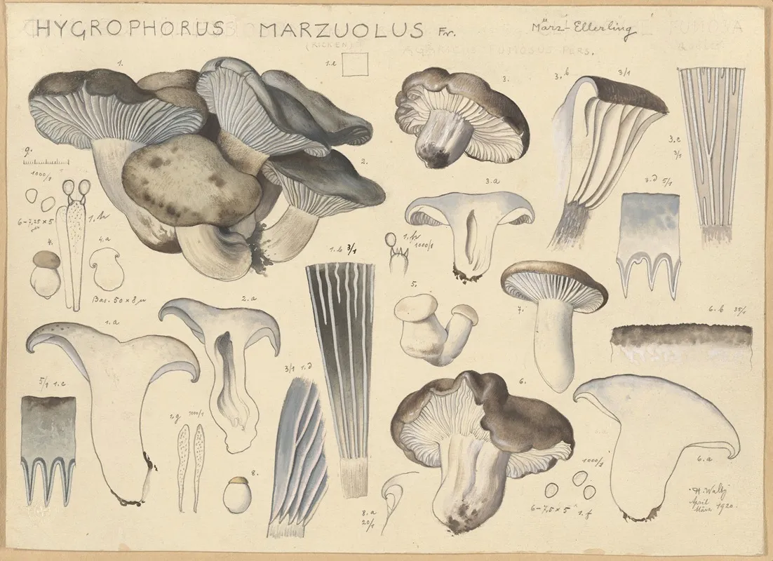 Hygrophorus Marzuolus Fr Wall Art by Hans Walty - High-Resolution Digital Print