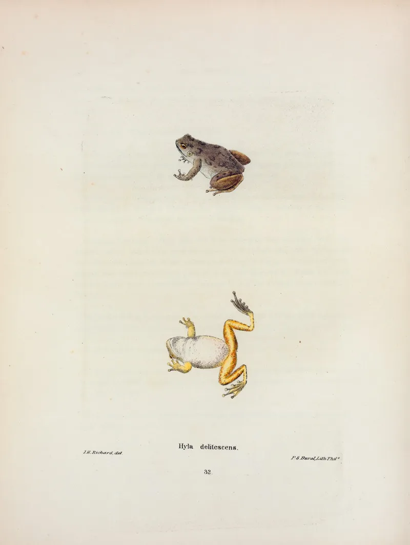 Hyla Delitescens Wall Art by John Edwards Holbrook - High-Resolution Digital Print