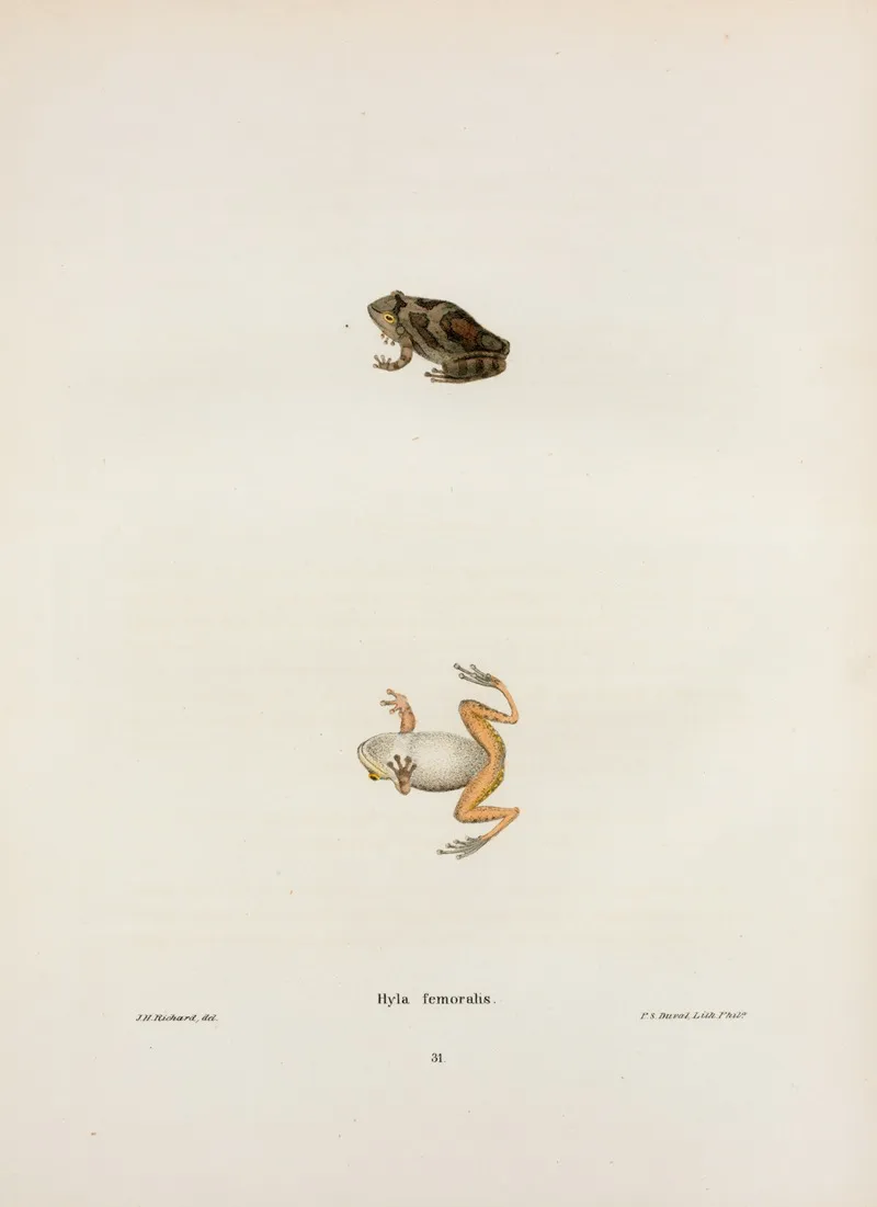 Hyla Femoralis Wall Art by John Edwards Holbrook - High-Resolution Digital Print
