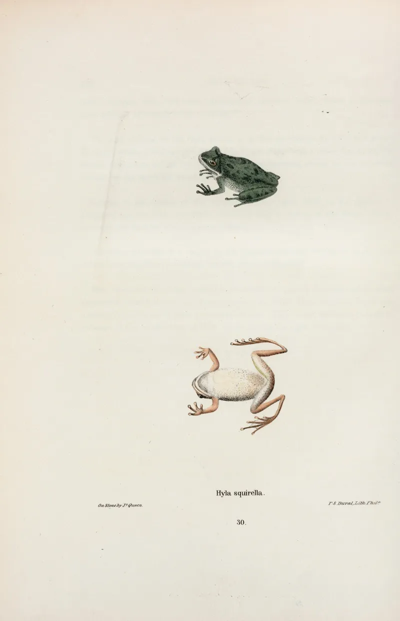 Hyla Squirella Wall Art by John Edwards Holbrook - High-Resolution Digital Print