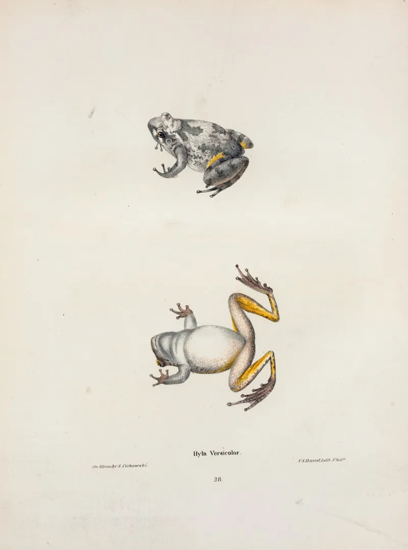 Hyla Versicolor Wall Art by John Edwards Holbrook - High-Resolution Digital Print