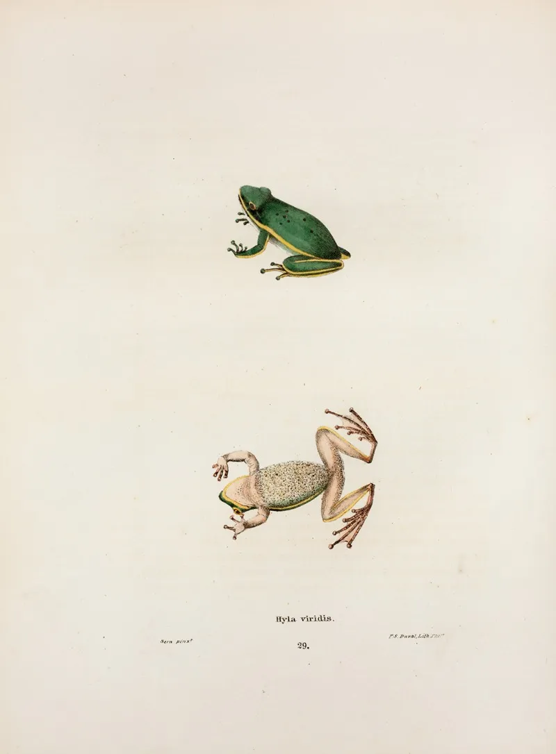 Hyla Viridis Wall Art by John Edwards Holbrook - High-Resolution Digital Print