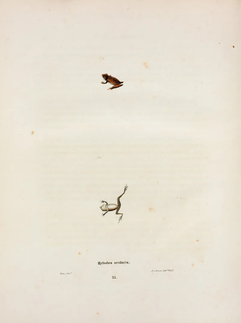 Hylodes Ocularis Wall Art by John Edwards Holbrook - High-Resolution Digital Print