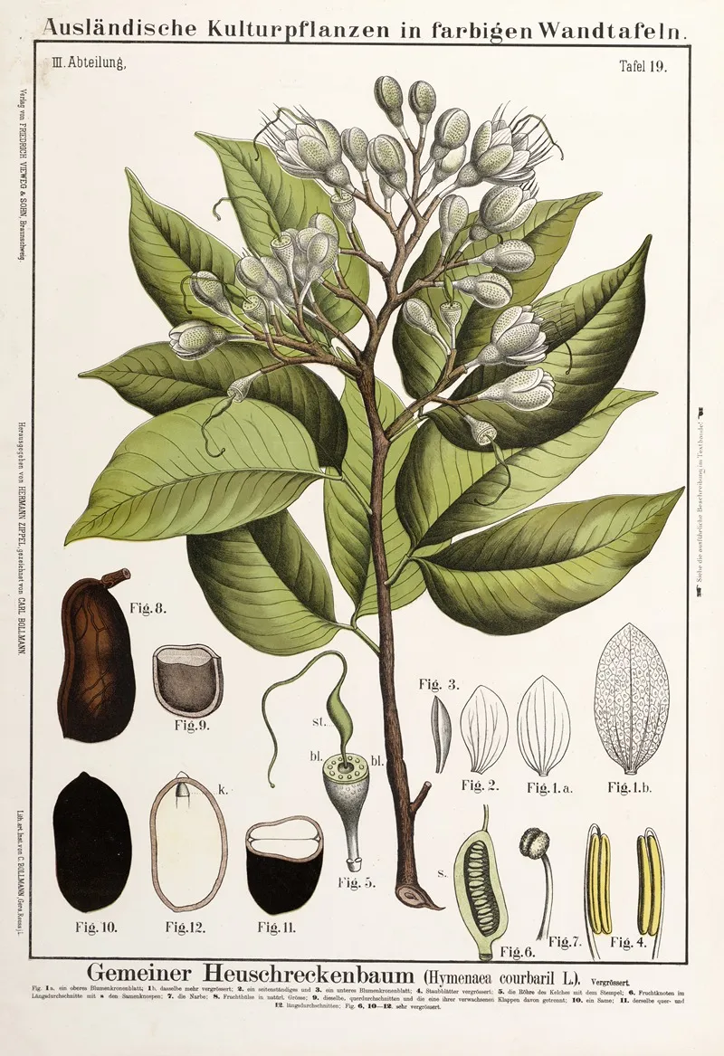 Hymenaea Courbaril Stinkende Teenboom Wall Art by Hermann Zippel - High-Resolution Digital Print