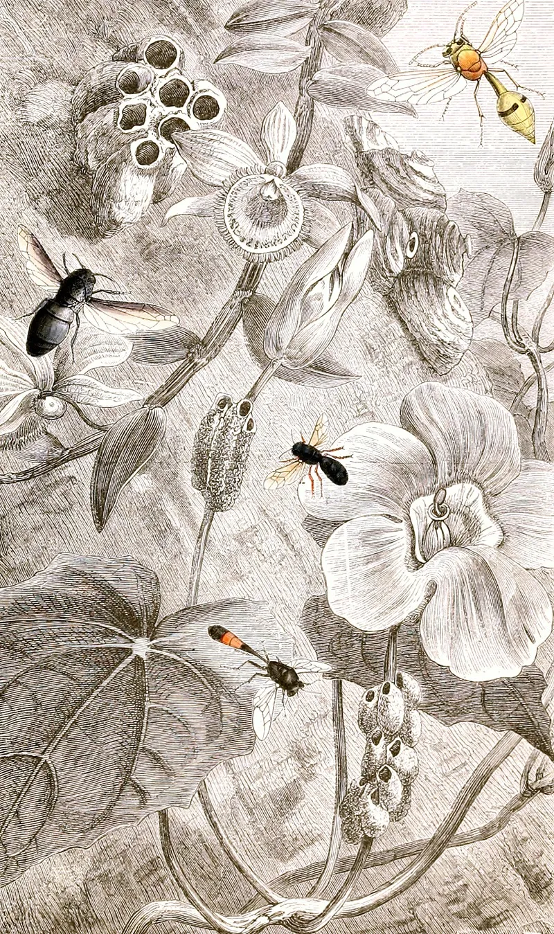 Hymenopteres Pl X Wall Art by Jules Rothschild - High-Resolution Digital Print