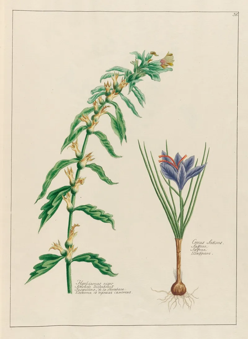 Hyosciamus Niger And Crocus Sativus Wall Art by Petr Martynovich Gofman - High-Resolution Digital Print