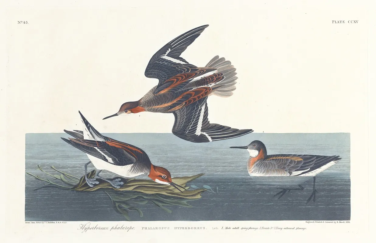 Hyperborean Phalarope Wall Art by John James Audubon - High-Resolution Digital Print