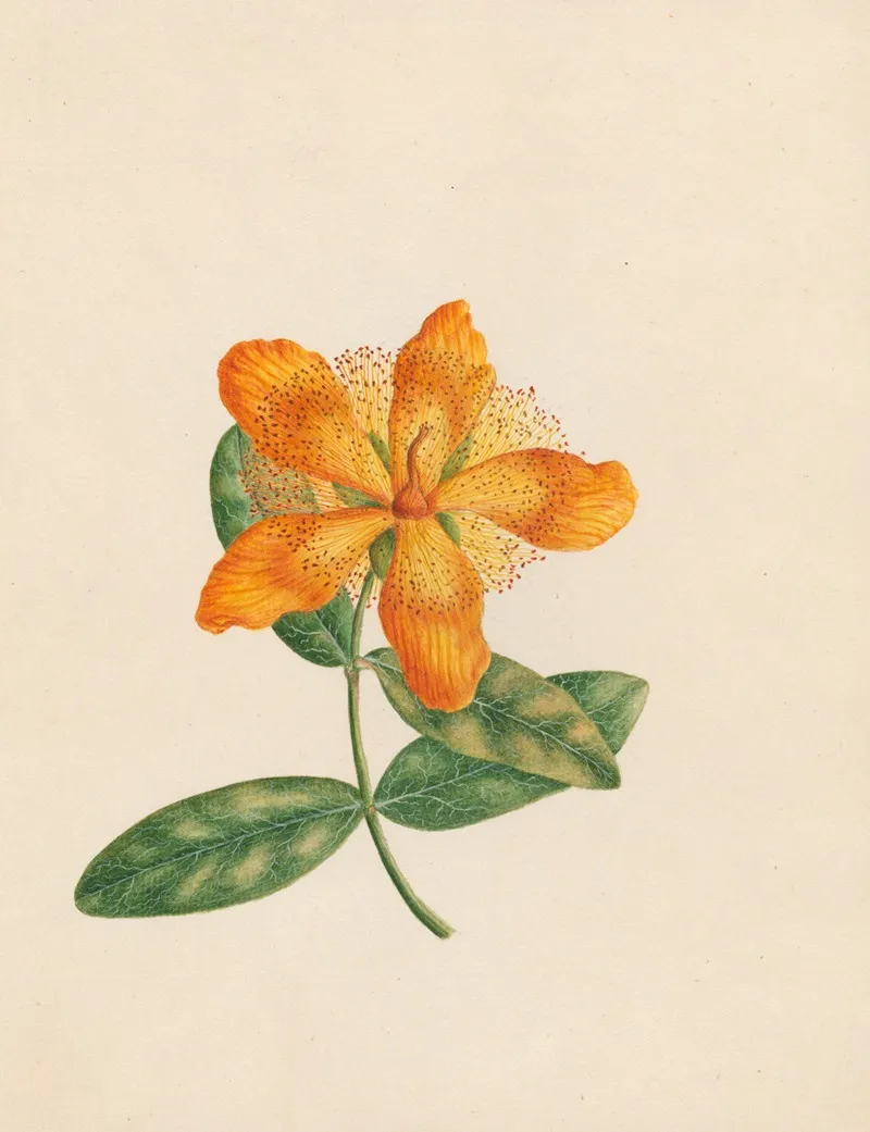 Hypericum Ascyron Park Leaves Vicinity Of Constantinople Wall Art by R. B. F. - High-Resolution Digital Print