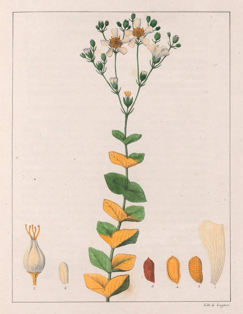 Hypericum Connatum Wall Art by Auguste de Saint-Hilaire - High-Resolution Digital Print