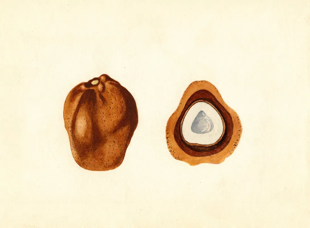 Hyphaene Thebaica Wall Art by James Marion Shull - High-Resolution Digital Print