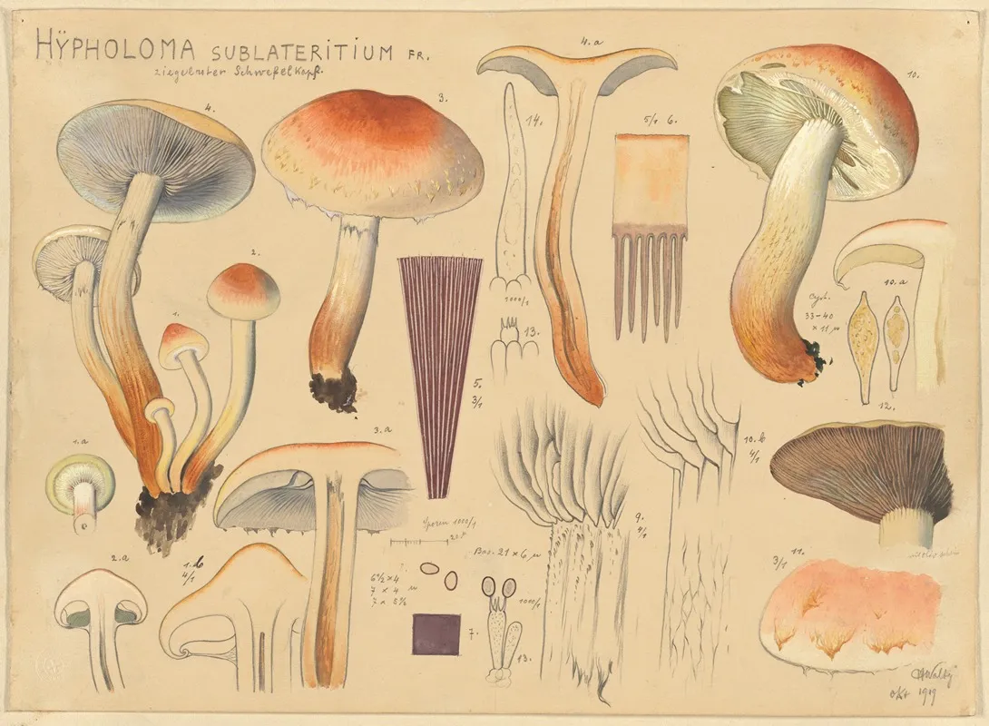 Hypholoma Sublateritium Fr Wall Art by Hans Walty - High-Resolution Digital Print