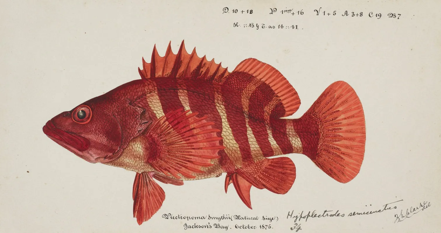Hypoplectrodes Semicinctum