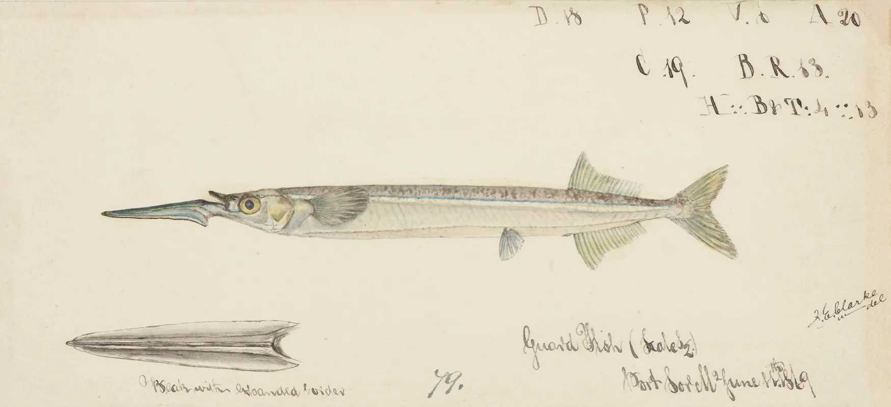Hyporhamphus Melanochir Tas Southern Sea Garfish