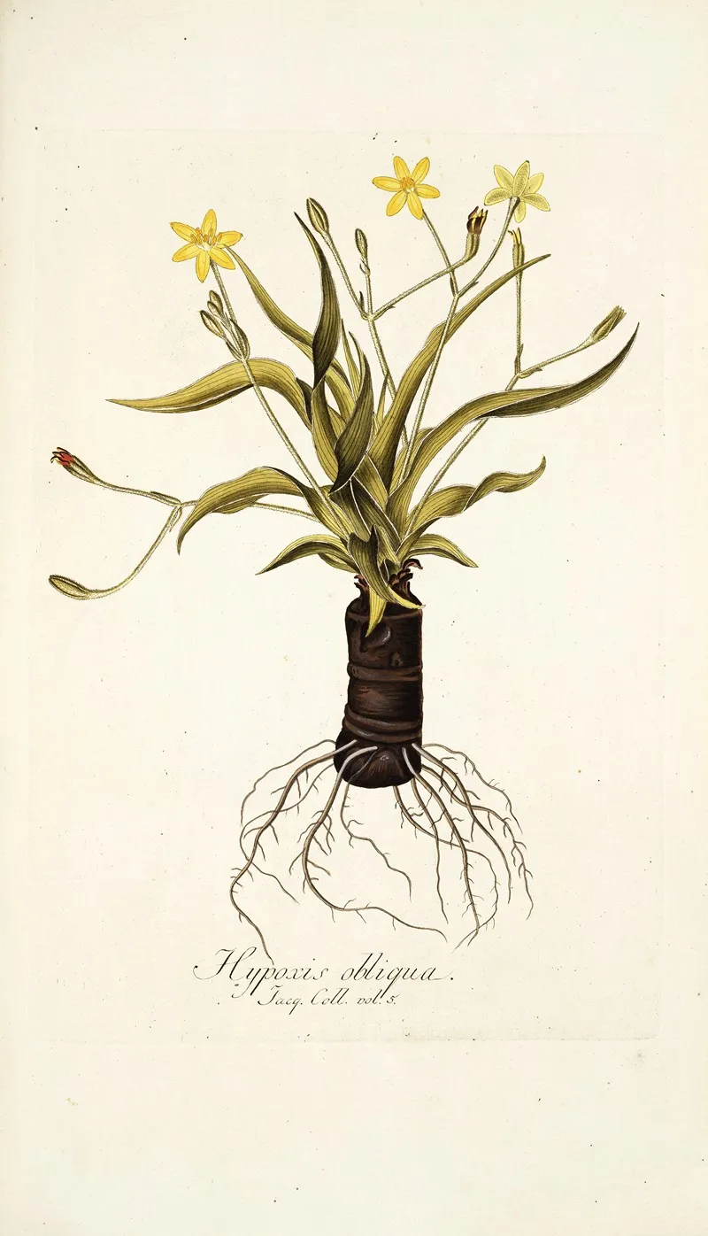 Hypoxis Obliqua Wall Art by Nikolaus Joseph Freiherr von Jacquin - High-Resolution Digital Print