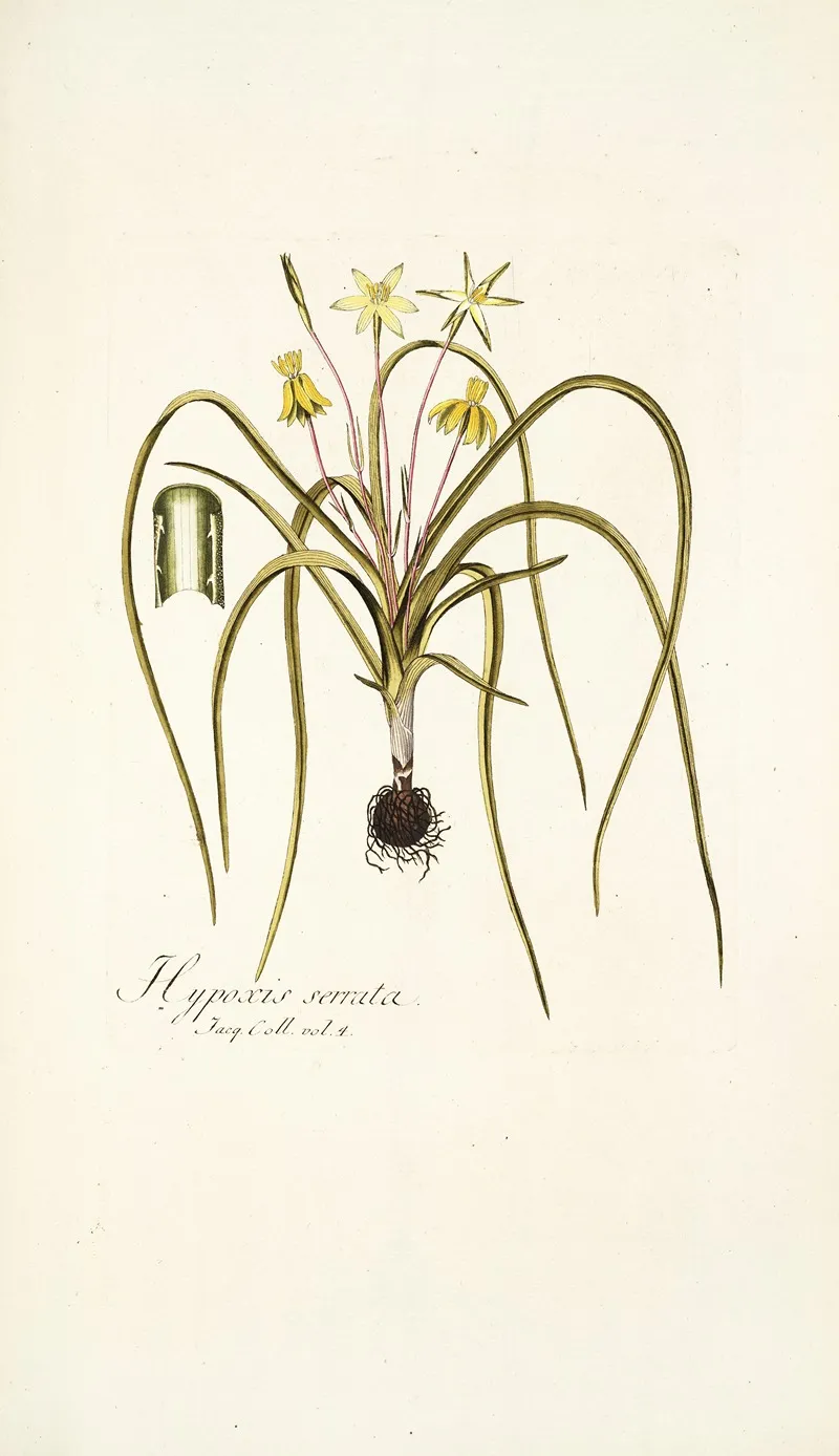 Hypoxis Serrata Wall Art by Nikolaus Joseph Freiherr von Jacquin - High-Resolution Digital Print