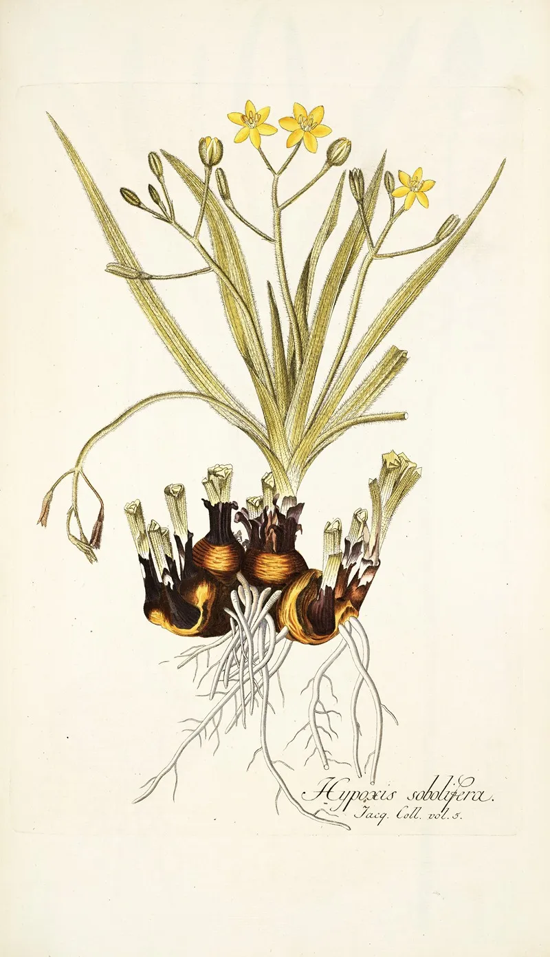 Hypoxis Sobolifera Wall Art by Nikolaus Joseph Freiherr von Jacquin - High-Resolution Digital Print