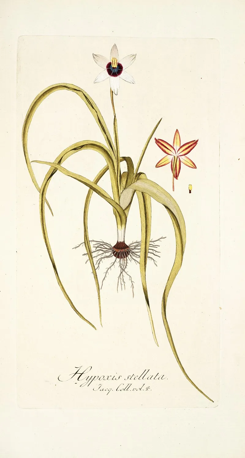 Hypoxis Stellata Wall Art by Nikolaus Joseph Freiherr von Jacquin - High-Resolution Digital Print