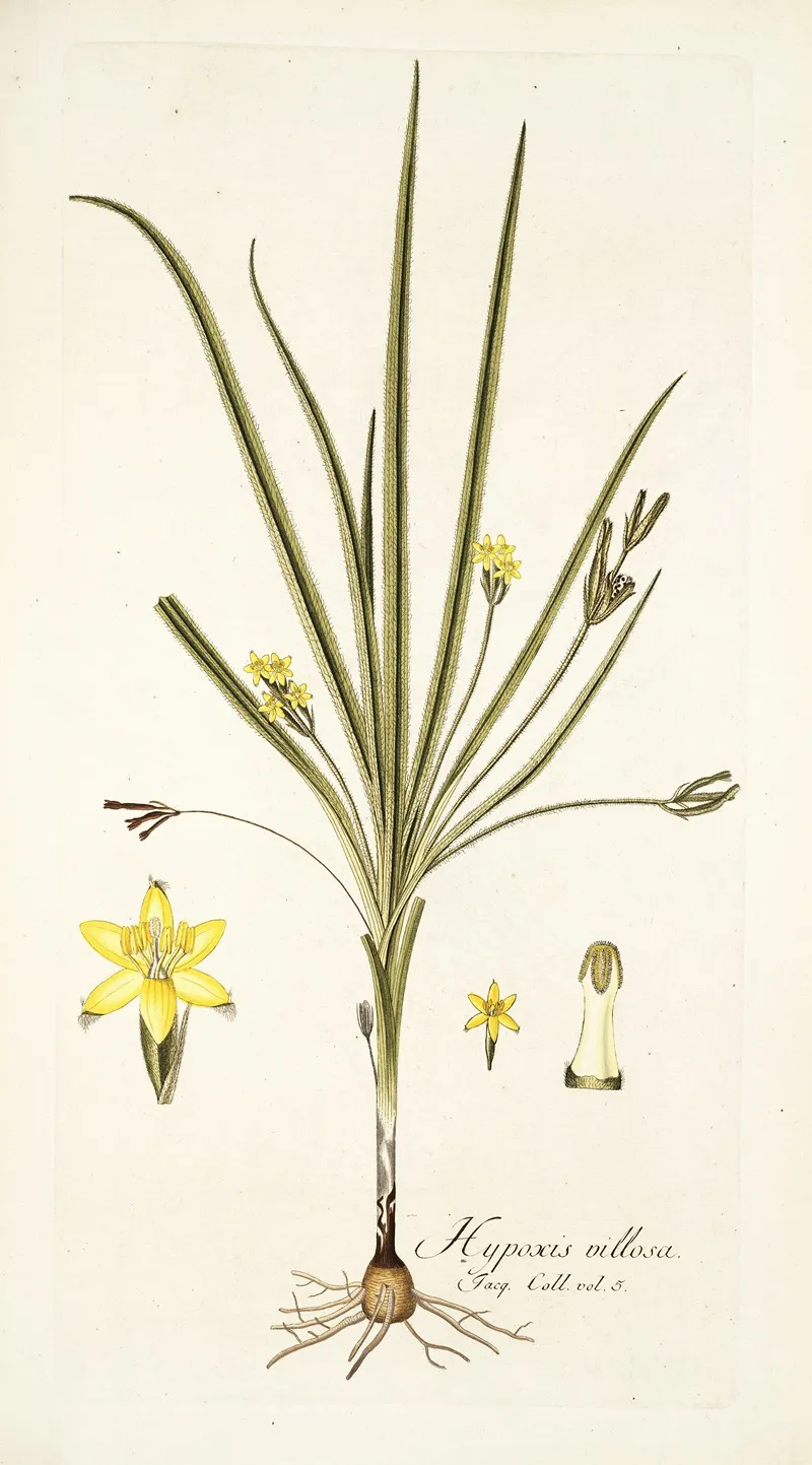 Hypoxis Villosa Wall Art by Nikolaus Joseph Freiherr von Jacquin - High-Resolution Digital Print