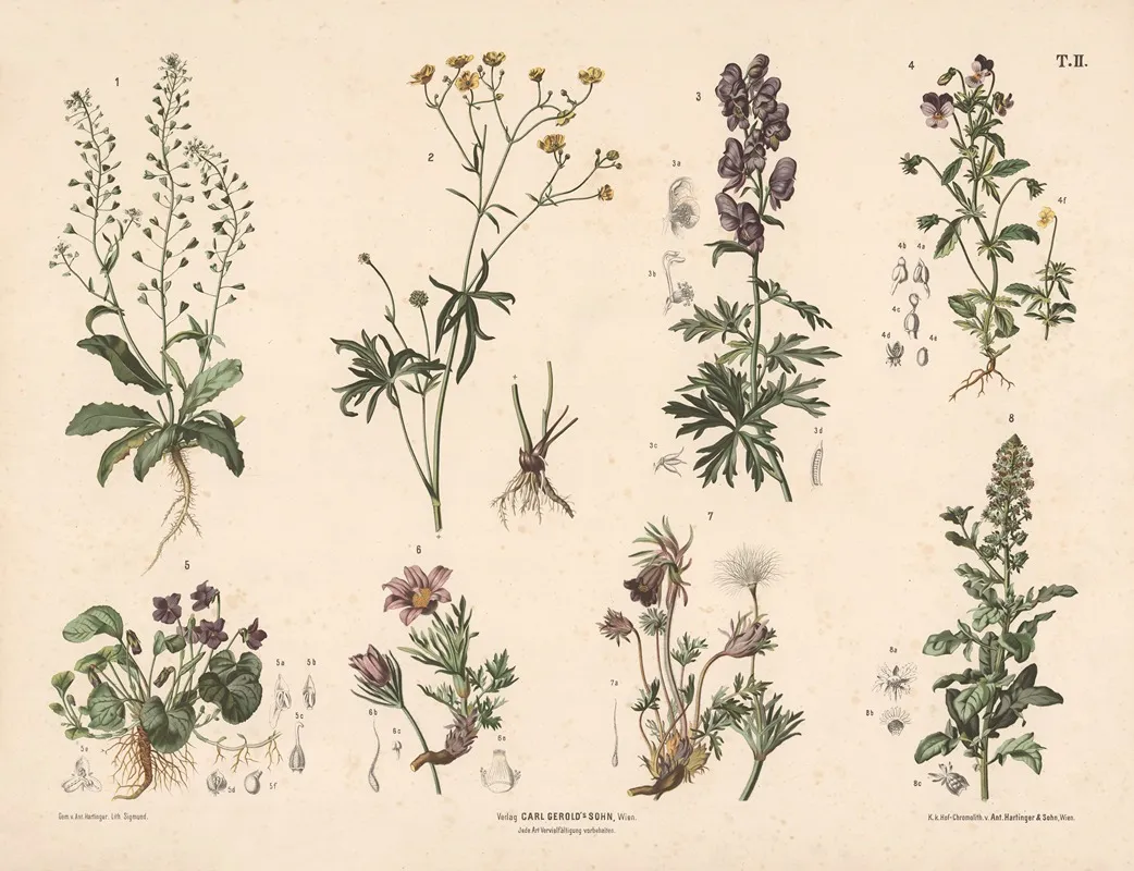 Hyrdetaske Ranunkel Stedmoderblomst M Fl Wall Art by Anton Hartinger - High-Resolution Digital Print