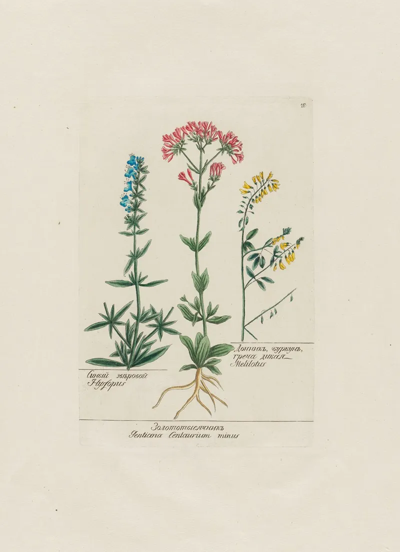 Hyssopus Gentiana Centaurium Minus Melilotus Wall Art by Petr Martynovich Gofman - High-Resolution Digital Print