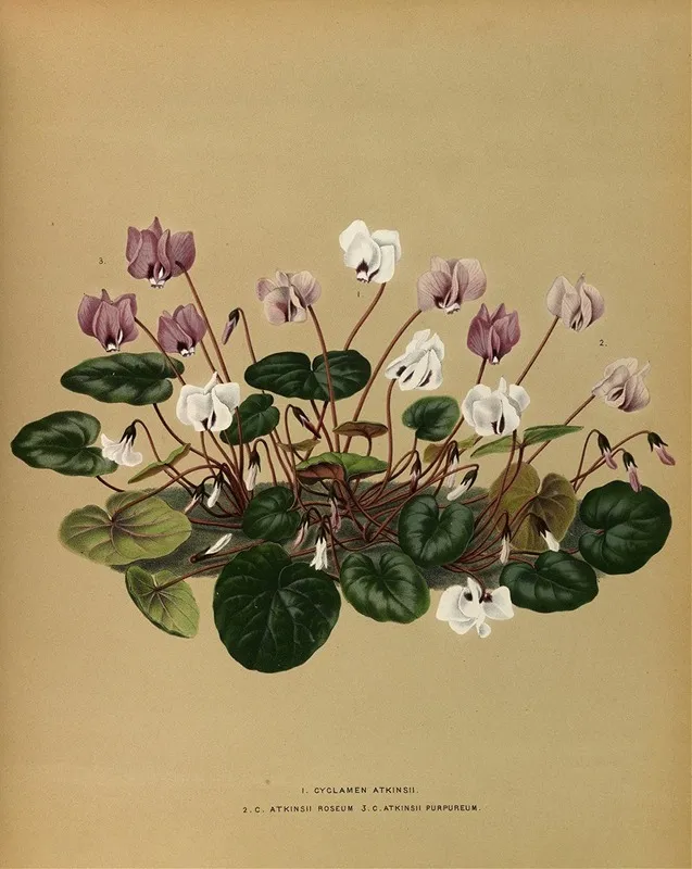 I Cyclamen Atkinsii 2 C Atkinsii Roseum 3 C Atkinsii Purpureum Wall Art by Arentina Hendrica Arendsen - High-Resolution Digital Print