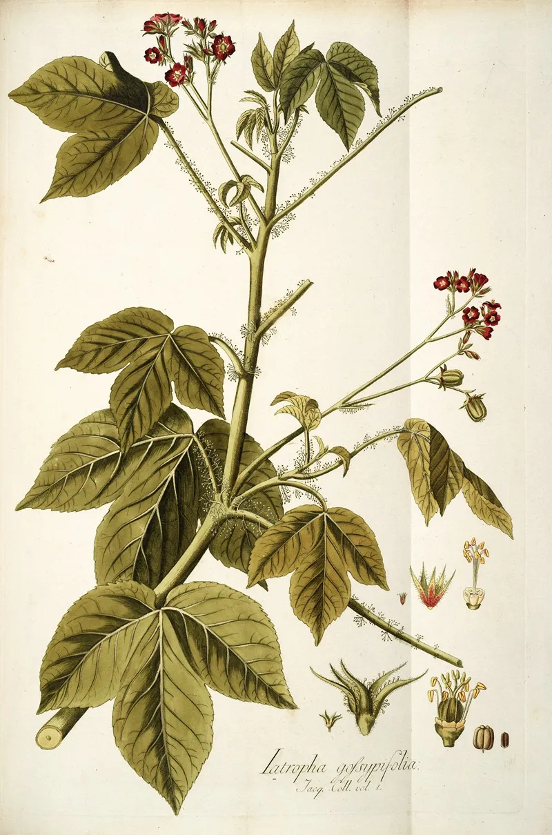 Iatropha Gossypifolia Wall Art by Nikolaus Joseph Freiherr von Jacquin - High-Resolution Digital Print