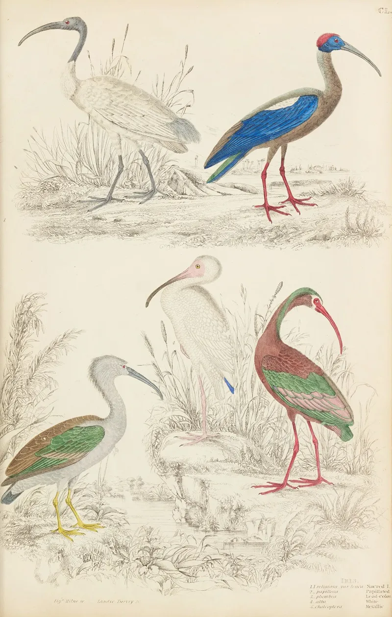 Ibis 2 Wall Art by William MacGillivray - High-Resolution Digital Print