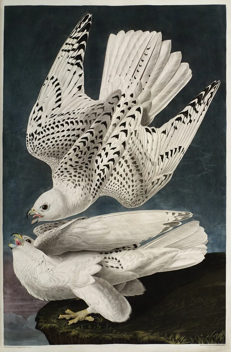 Iceland Or Jer Falcon 2 Wall Art by John James Audubon - High-Resolution Digital Print