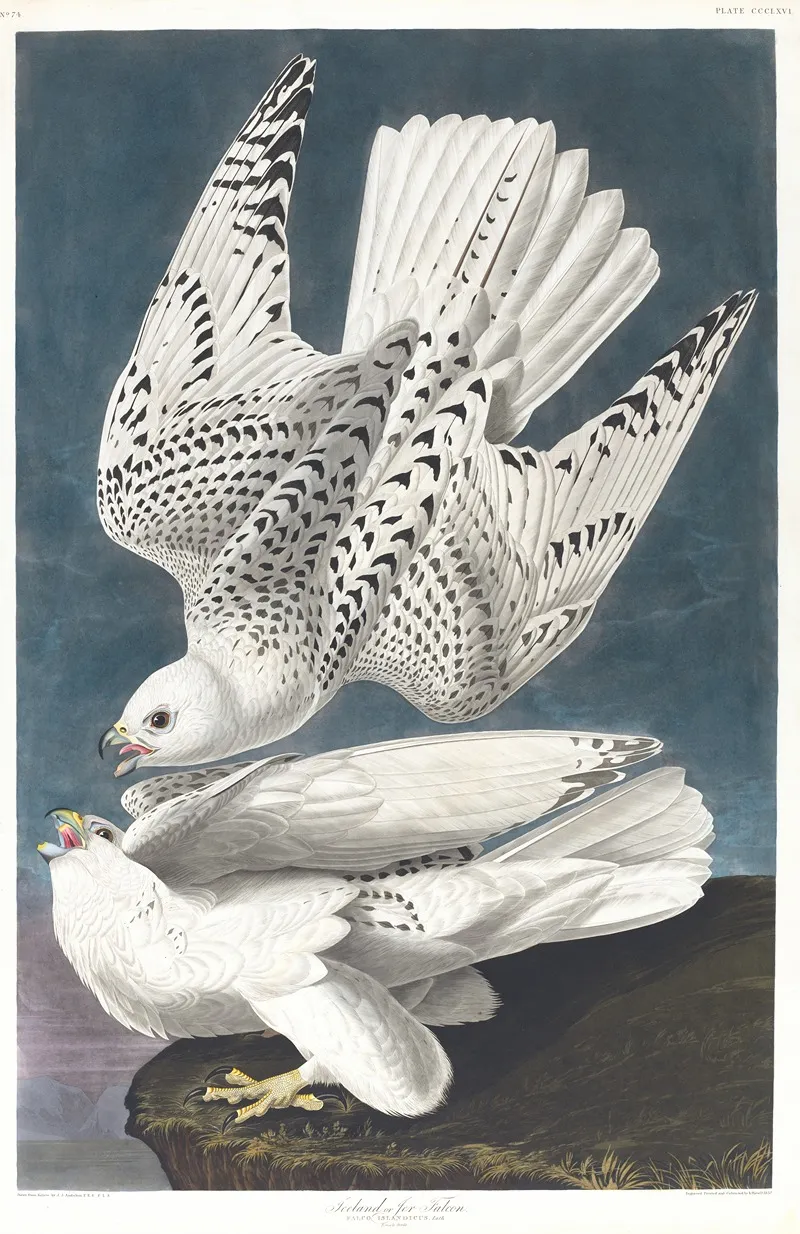 Iceland Or Jer Falcon Wall Art by John James Audubon - High-Resolution Digital Print