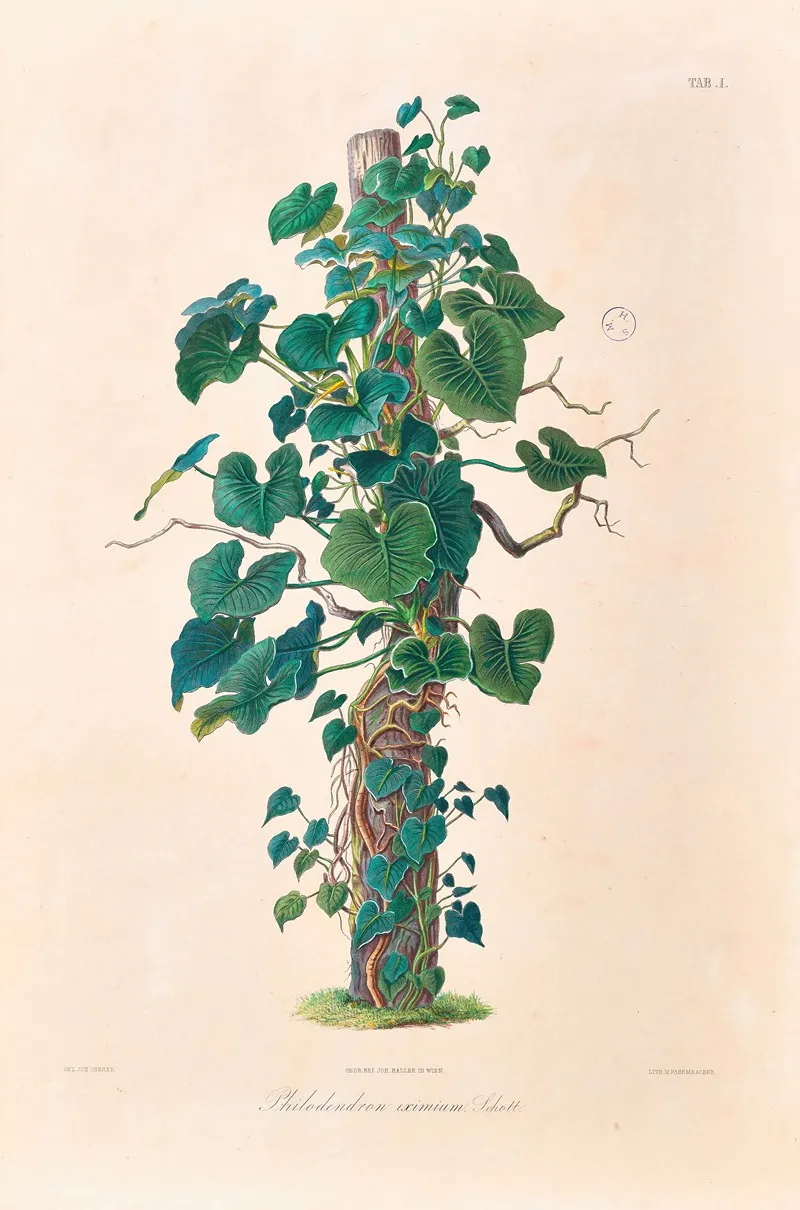 Icones Aroidearum Pl 01 Wall Art by Heinrich Wilhelm Schott - High-Resolution Digital Print