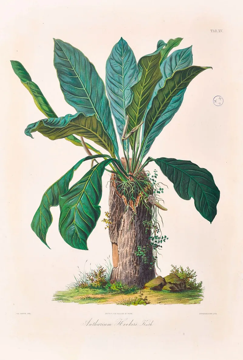 Icones Aroidearum Pl 15 Wall Art by Heinrich Wilhelm Schott - High-Resolution Digital Print