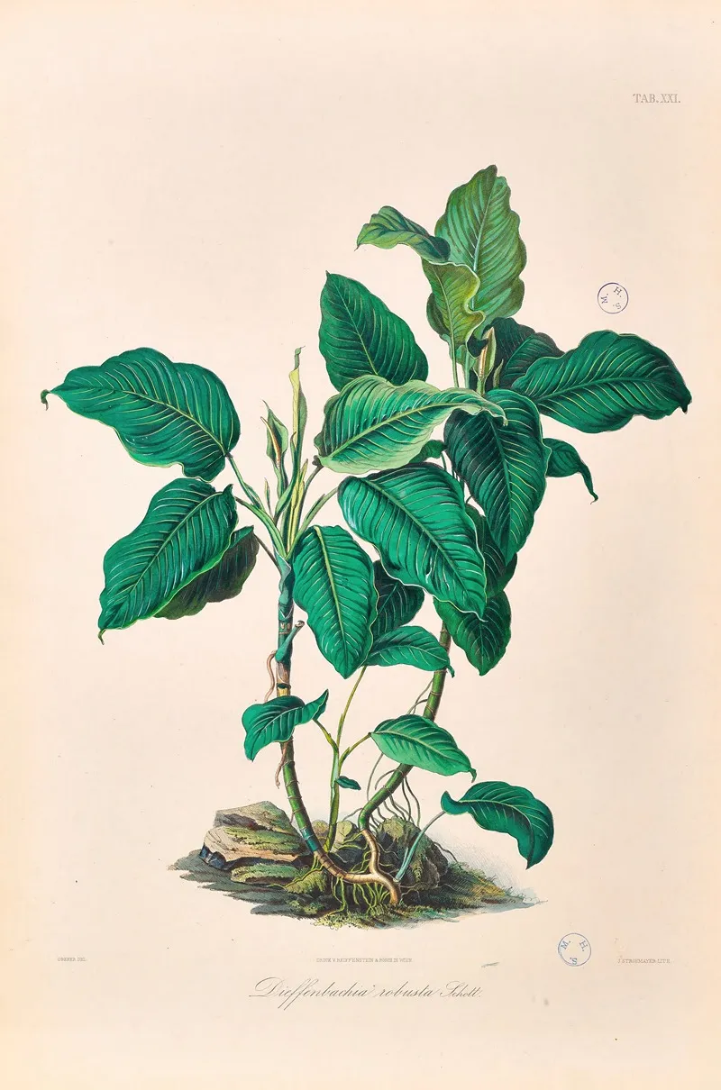 Icones Aroidearum Pl 21 Wall Art by Heinrich Wilhelm Schott - High-Resolution Digital Print