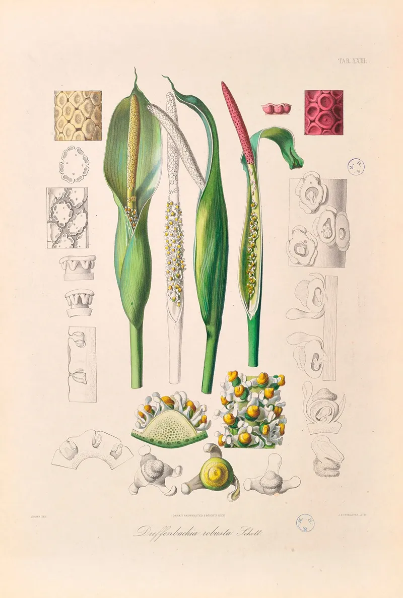 Icones Aroidearum Pl 23 Wall Art by Heinrich Wilhelm Schott - High-Resolution Digital Print