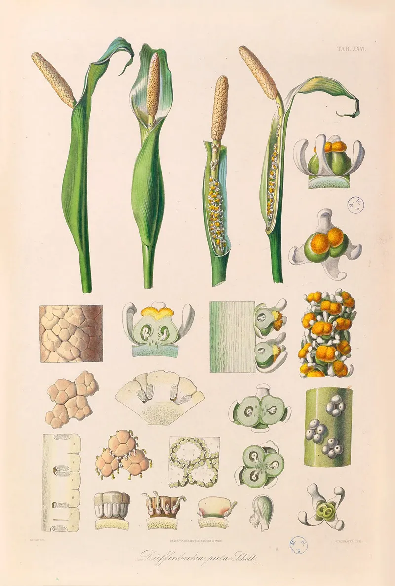 Icones Aroidearum Pl 26 Wall Art by Heinrich Wilhelm Schott - High-Resolution Digital Print