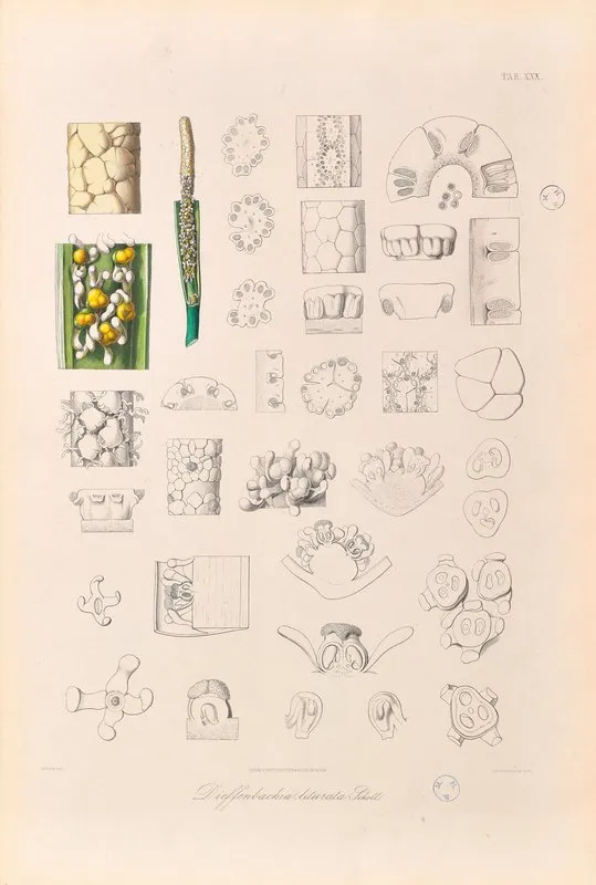 Icones Aroidearum Pl 30 Wall Art by Heinrich Wilhelm Schott - High-Resolution Digital Print