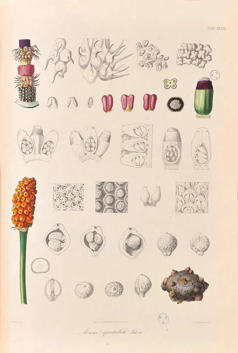 Icones Aroidearum Pl 33 Wall Art by Heinrich Wilhelm Schott - High-Resolution Digital Print