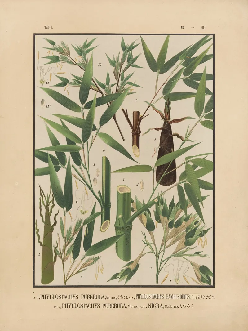 Icones Of The Bamboos Of Japan Nihon Chikurui Zufu Pl 01 Wall Art by Yasuyoshi Shirasawa - High-Resolution Digital Print