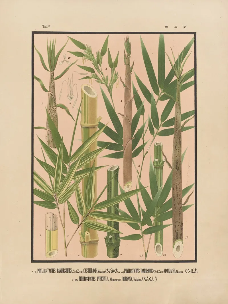 Icones Of The Bamboos Of Japan Nihon Chikurui Zufu Pl 02 Wall Art by Yasuyoshi Shirasawa - High-Resolution Digital Print