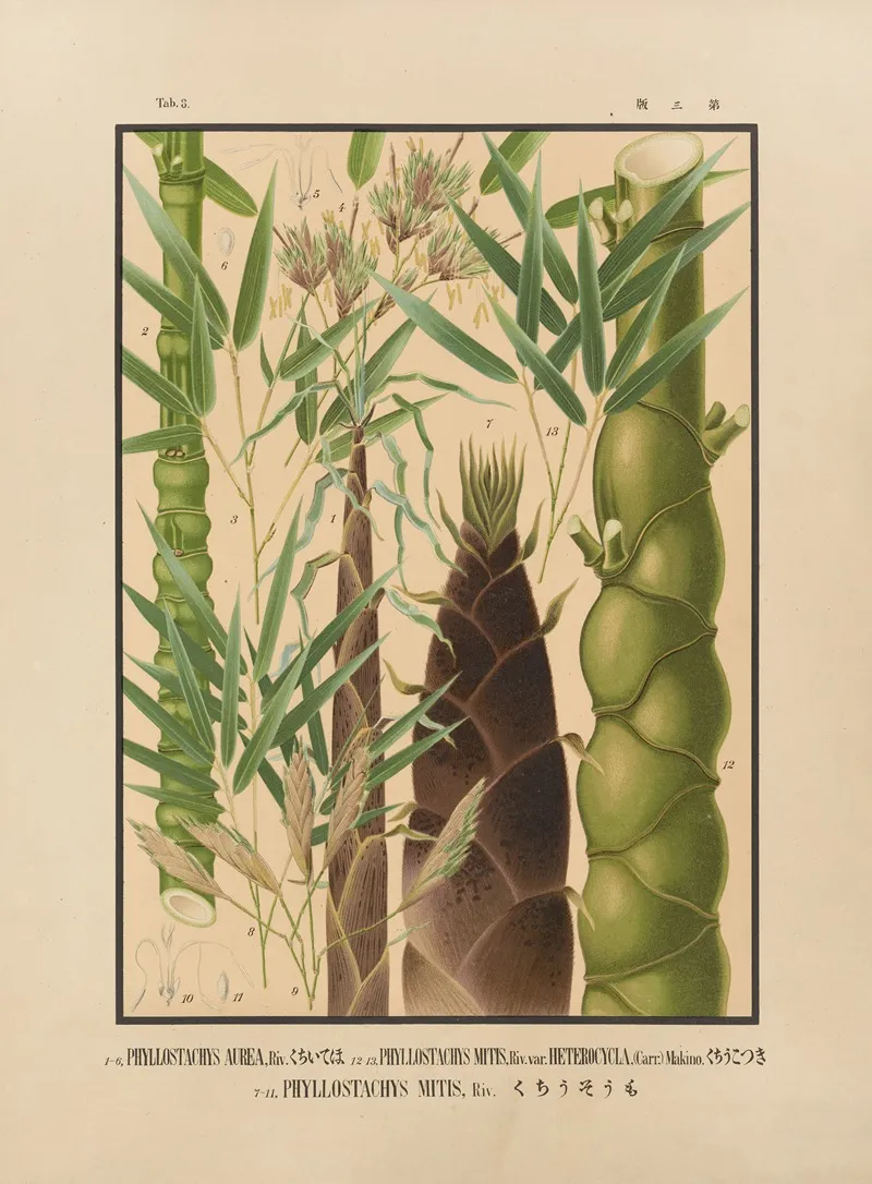 Icones Of The Bamboos Of Japan Nihon Chikurui Zufu Pl 03 Wall Art by Yasuyoshi Shirasawa - High-Resolution Digital Print