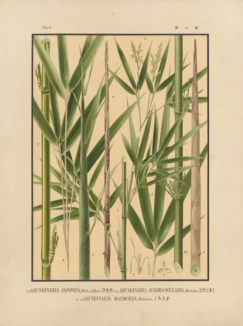 Icones Of The Bamboos Of Japan Nihon Chikurui Zufu Pl 04 Wall Art by Yasuyoshi Shirasawa - High-Resolution Digital Print