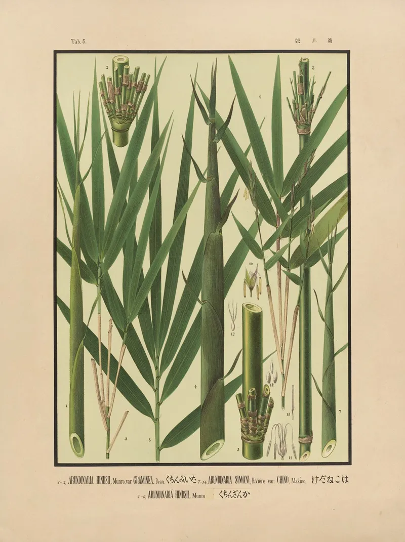 Icones Of The Bamboos Of Japan Nihon Chikurui Zufu Pl 05 Wall Art by Yasuyoshi Shirasawa - High-Resolution Digital Print