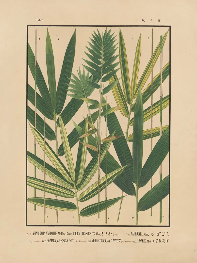 Icones Of The Bamboos Of Japan Nihon Chikurui Zufu Pl 06 Wall Art by Yasuyoshi Shirasawa - High-Resolution Digital Print