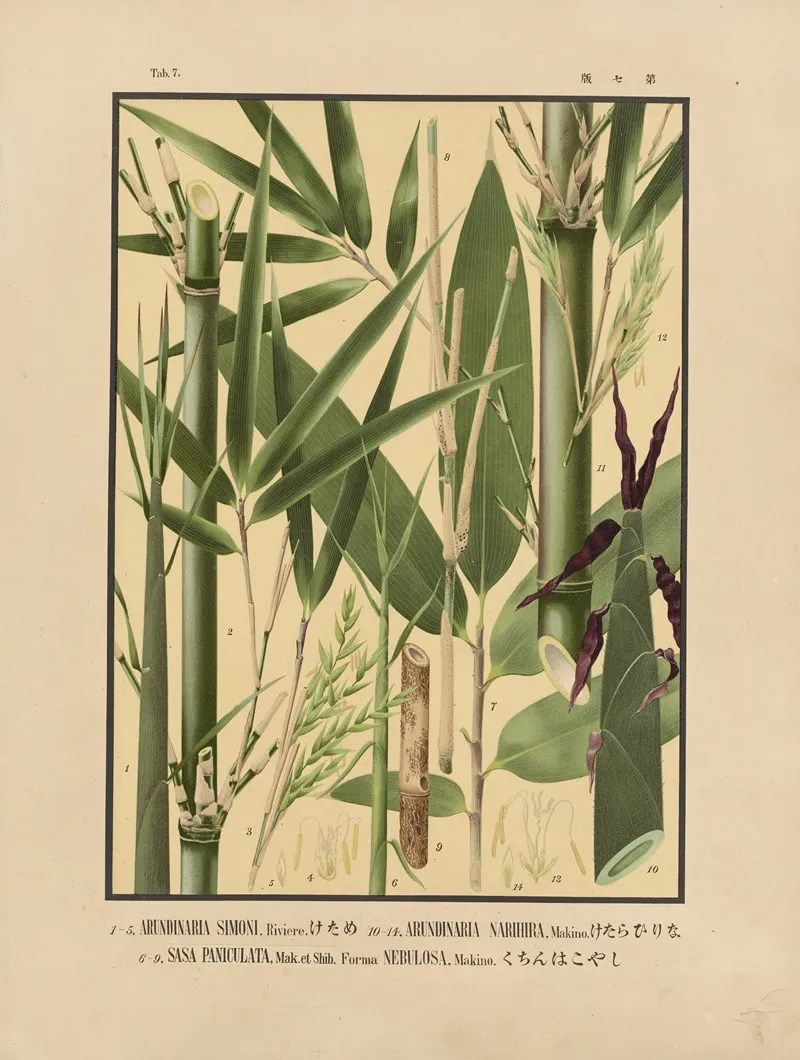 Icones Of The Bamboos Of Japan Nihon Chikurui Zufu Pl 07 Wall Art by Yasuyoshi Shirasawa - High-Resolution Digital Print