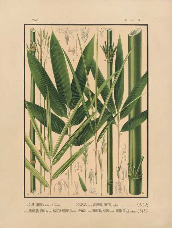 Icones Of The Bamboos Of Japan Nihon Chikurui Zufu Pl 08 Wall Art by Yasuyoshi Shirasawa - High-Resolution Digital Print